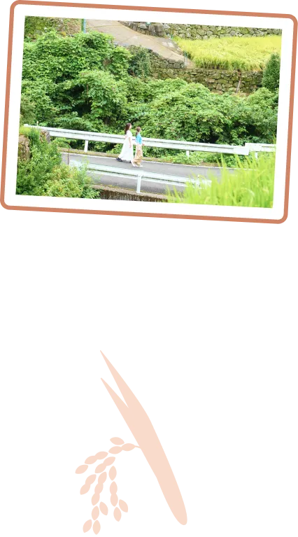 日向の棚田のなかで豊かに育まれた稲に囲まれて歩く様子。