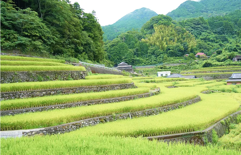日向の棚田