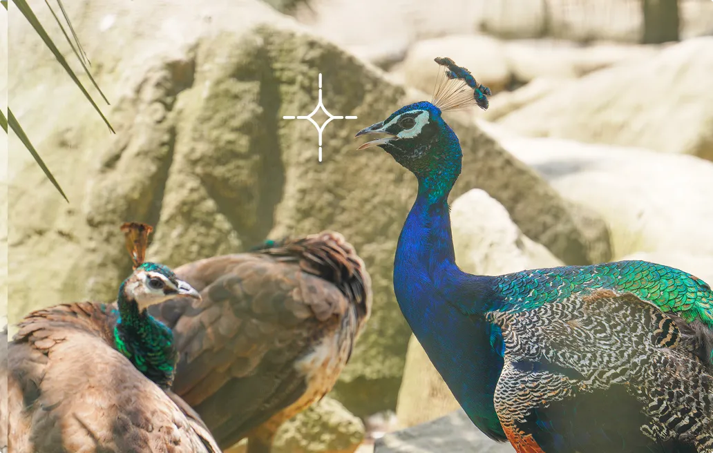 くじゃく園の凛々しいくじゃく